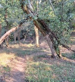 Tihanyi barátlakások