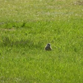Tihanyi Belső-tó, Tihany - Egyéb