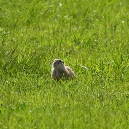 Tihanyi Belső-tó, Tihany - Egyéb