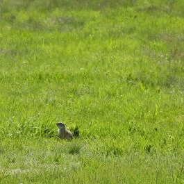 Tihanyi Belső-tó, Tihany - Egyéb