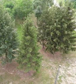 Tisza-parti kilátó