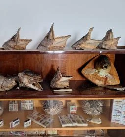 Tisza-tavi Horgászmúzeum