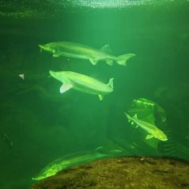 Tisza-tavi Ökocentrum Poroszló - Egyéb