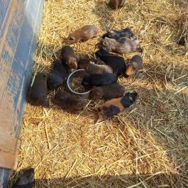 Tisza-tavi Ökocentrum Poroszló - Egyéb