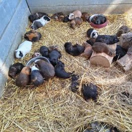 Tisza-tavi Ökocentrum Poroszló - Egyéb