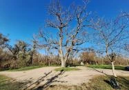 Tiszakóródi Túr-bukó Tiszakóród