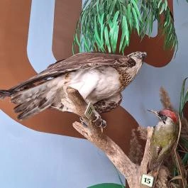 Tiszazugi Földrajzi Múzeum, Tiszaföldvár - Egyéb