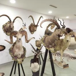 Vadászati Múzeum Keszthely - Egyéb