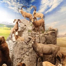 Vadászati Múzeum Keszthely - Egyéb