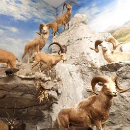 Vadászati Múzeum Keszthely - Egyéb