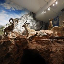 Vadászati Múzeum Keszthely - Egyéb