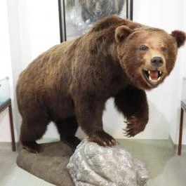 Vadászati Múzeum Keszthely - Egyéb