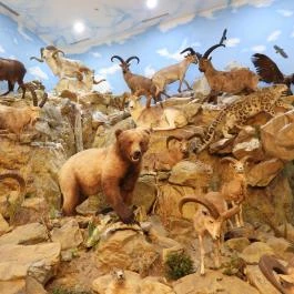 Vadászati Múzeum Keszthely - Egyéb