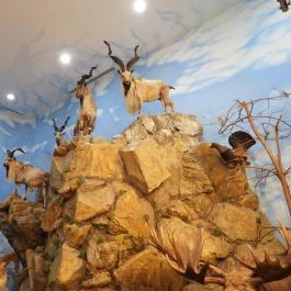 Vadászati Múzeum Keszthely - Egyéb