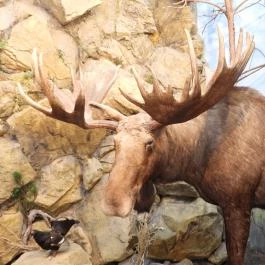 Vadászati Múzeum Keszthely - Egyéb