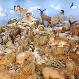 Vadászati Múzeum Keszthely - Egyéb