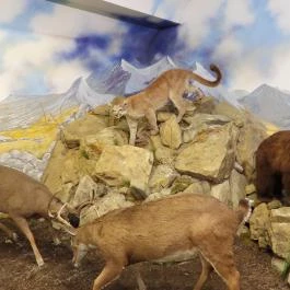 Vadászati Múzeum Keszthely - Egyéb