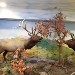 Vadászati Múzeum Keszthely - Egyéb