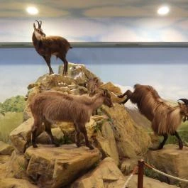 Vadászati Múzeum Keszthely - Egyéb