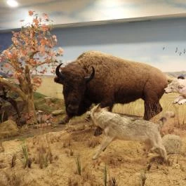 Vadászati Múzeum Keszthely - Egyéb