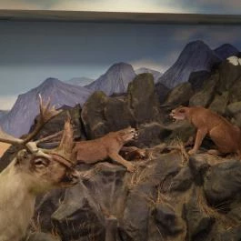 Vadászati Múzeum Keszthely - Egyéb