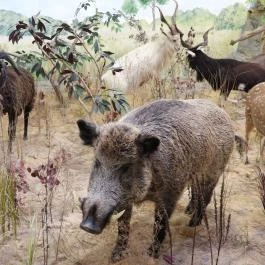 Vadászati Múzeum Keszthely - Egyéb