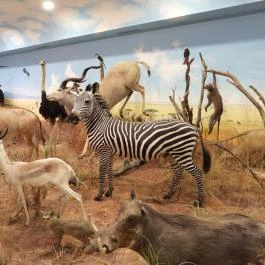 Vadászati Múzeum Keszthely - Egyéb