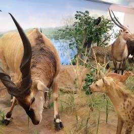 Vadászati Múzeum Keszthely - Egyéb