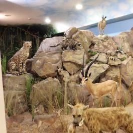 Vadászati Múzeum Keszthely - Egyéb