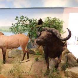 Vadászati Múzeum Keszthely - Egyéb