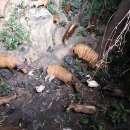 Vadászati Múzeum Keszthely - Egyéb