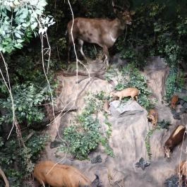 Vadászati Múzeum Keszthely - Egyéb