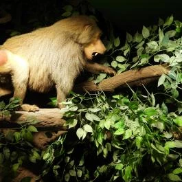 Vadászati Múzeum Keszthely - Egyéb