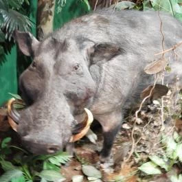 Vadászati Múzeum Keszthely - Egyéb