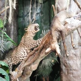 Vadászati Múzeum Keszthely - Egyéb