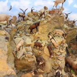 Vadászati Múzeum Keszthely - Egyéb