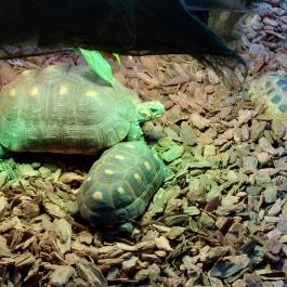 Tropicarium Budapest - Egyéb