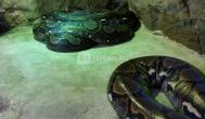 Tropicarium Budapest - Egyéb