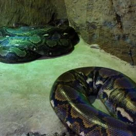 Tropicarium Budapest - Egyéb