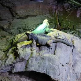 Tropicarium Budapest - Egyéb