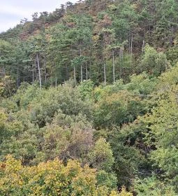 Tücsökdomb kilátó