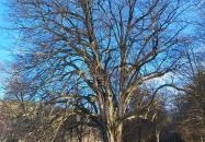 Túlélés fája Szatta