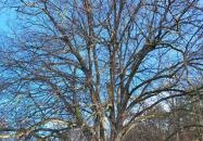 Túlélés fája Szatta