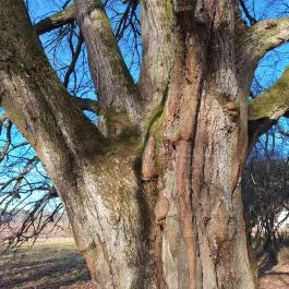 Túlélés fája, Szatta - Egyéb