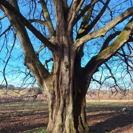 Túlélés fája, Szatta - Egyéb