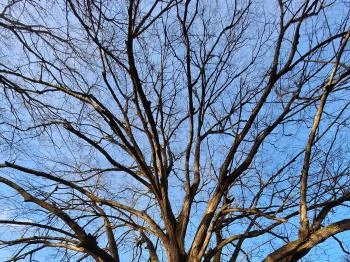 Túlélés fája Szatta