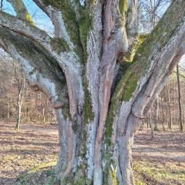 Túlélés fája, Szatta - Egyéb