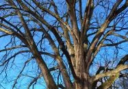 Túlélés fája Szatta