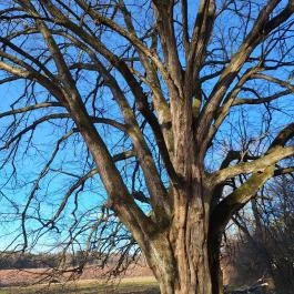 Túlélés fája, Szatta - Egyéb