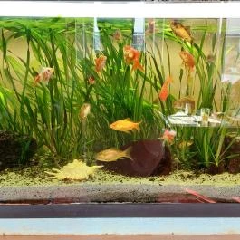 Turul Ételbár , Enying - Egyéb